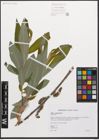 Salix canariensis C. Sm. ex Link